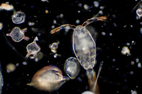 The twilight zone: Every night trillions of tiny creatures rise from the ocean depths cover image