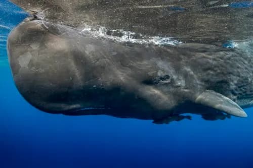 Moby Dick: The 19th-Century novel that challenged our fear of the 'monstrous' whale cover image