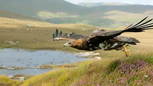 Eagles and wolves: The long-lost animals that live on in Irish place names cover image